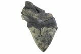 Partial Fossil Megalodon Tooth - Serrated Blade #374903-1